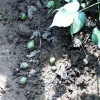 Severe boll shed