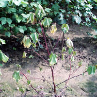 Plant displaying Red Wilt.