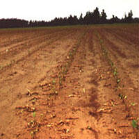 Hail Damage