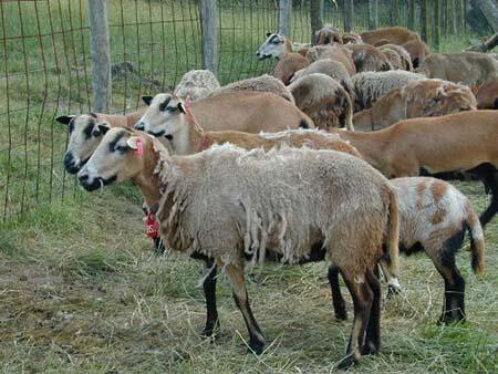 Photo of goat.
