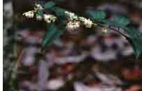 Lyonia