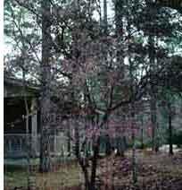 Tree Huckleberry