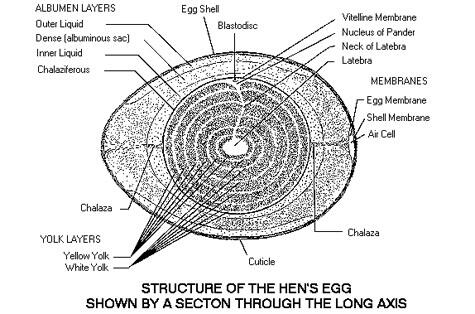 Egg contents