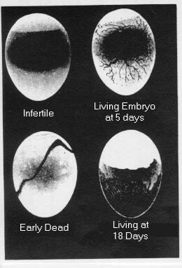 Embryo