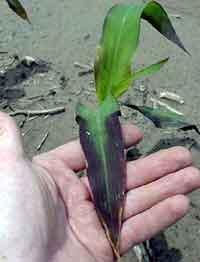 Corn with Phosphorus deficiency