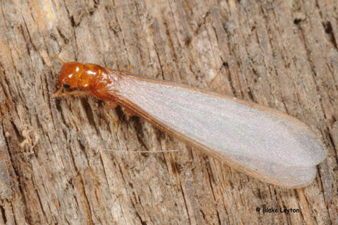 } Swarmers of southeastern drywood termites are about 7/16 inches long, including wings, with a yellow-brown head and body, and are fairly uniform in color.