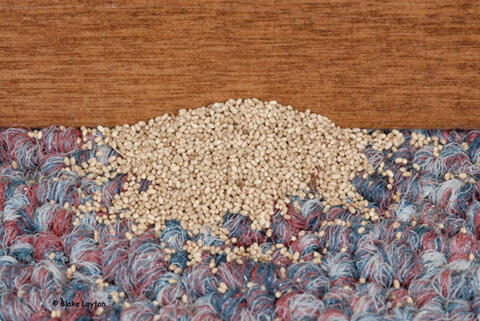 Accumulations of uniformly-sized fecal pellets on a floor or cabinet top are a sign of drywood termite infestation. Pellet color may vary from light to very dark.