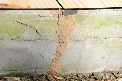 This mud shelter tube was built up the side of the building slab to allow termites to invade the building.