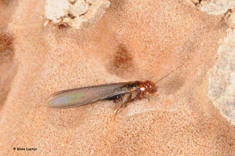 A western drywood termite swarmer resting in a feeding gallery.