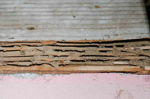Termites have eaten the softer spring wood in this pine board and left the harder summer growth rings intact. Note the dried mud that is present in many of the galleries.