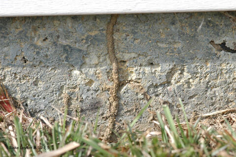 When foraging over masonry, metal or other impervious surfaces, termites build mud shelter tubes to protect them from exposure to the outside environment.