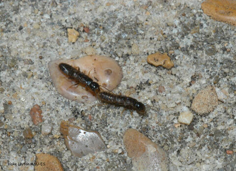 This pair of termite swarmers have shed their wings and they are searching for a suitable site to attempt to start a new colony. Male and female termites look alike at this stage.