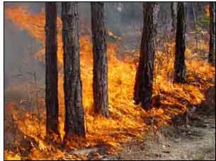 This is an image of a landscape with a protection zone from wildfire.