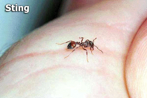 Fire ant stings cause a white pustule that lasts for many days.