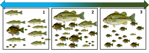 The spectrum of predator-prey balance in bass-bream ponds. Ponds can vary from bass-crowded (1) to bream-crowded (3) depending on the level of largemouth bass predation occurring in the pond.