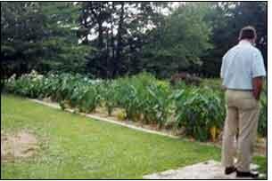 Man standing and looking at garden in a box of sand surrounded by grass and trees.