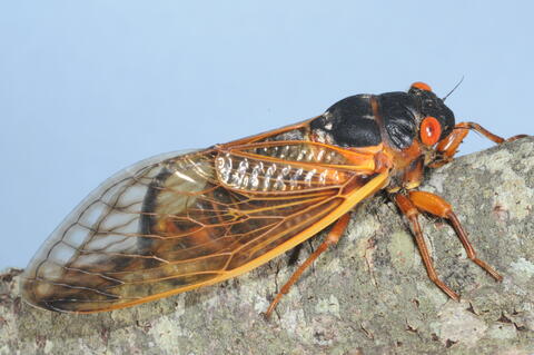 cicada on limb.