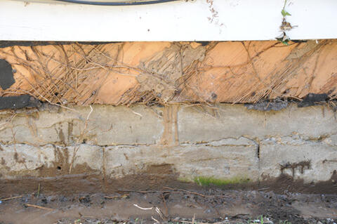 Removal of the lower length of siding on this house revealed termite damage. Notice the mud shelter tubes on the foundation in the center of the photo.