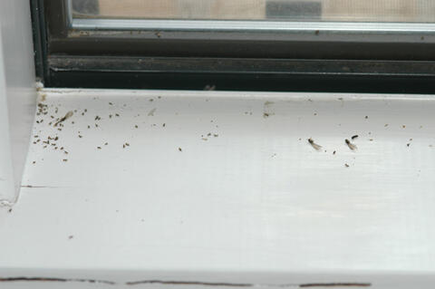 The smaller insects are ants, but there are four dead termite swarmers on this windowsill, three with wings and one without.