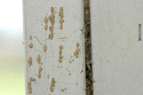There was a small spot of mud on the kitchen wall. When the homeowner scraped it away, a termite worker came to investigate.