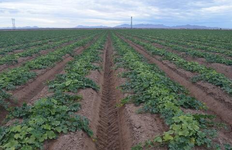 A melon field in California with plants infected with both cucurbit chlorotic yellows virus and cucurbit yellow stunting disorder virus.