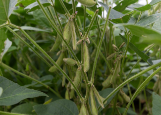 Green pods hang from a green soybean plant.