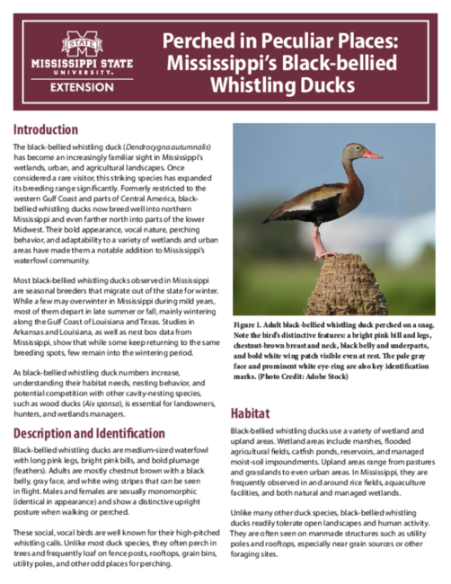 Preview of P4179_web.pdf