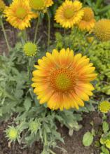 Yellow blooms top slender stems.