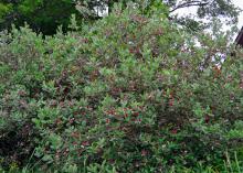 A bush is covered in red and white flowers.