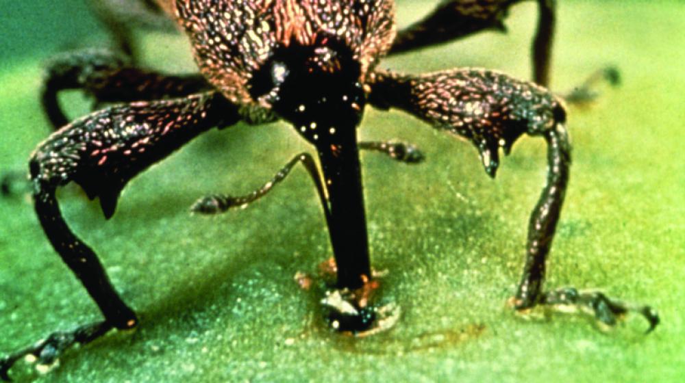 State cotton farmers gather for boll weevil meeting