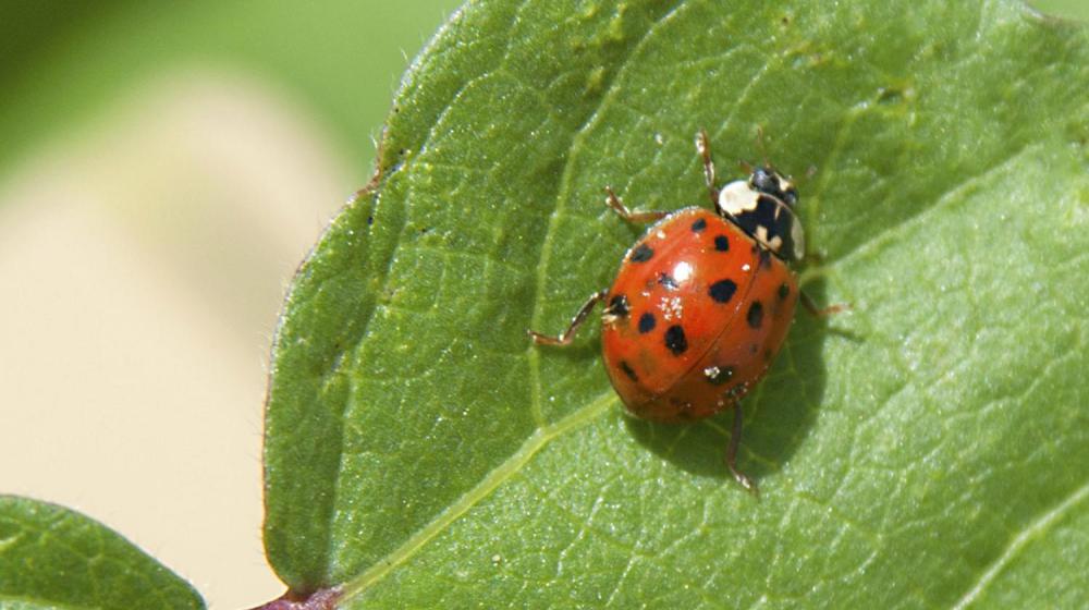 Lady beetle invasion - Insects in the City