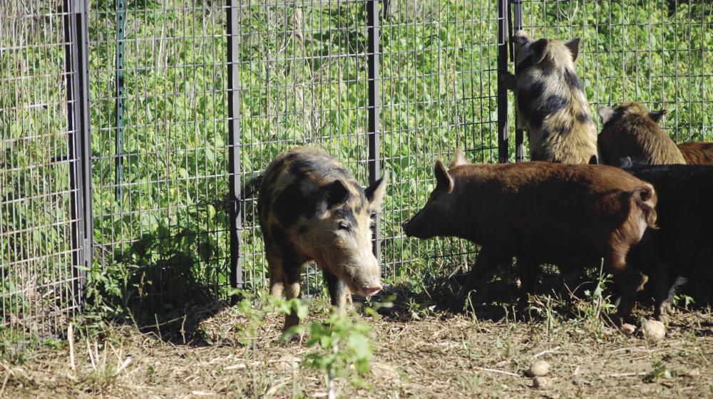 Wild hogs caught in a trap. Photo by Steven Tucker Wild hogs caught in a trap.