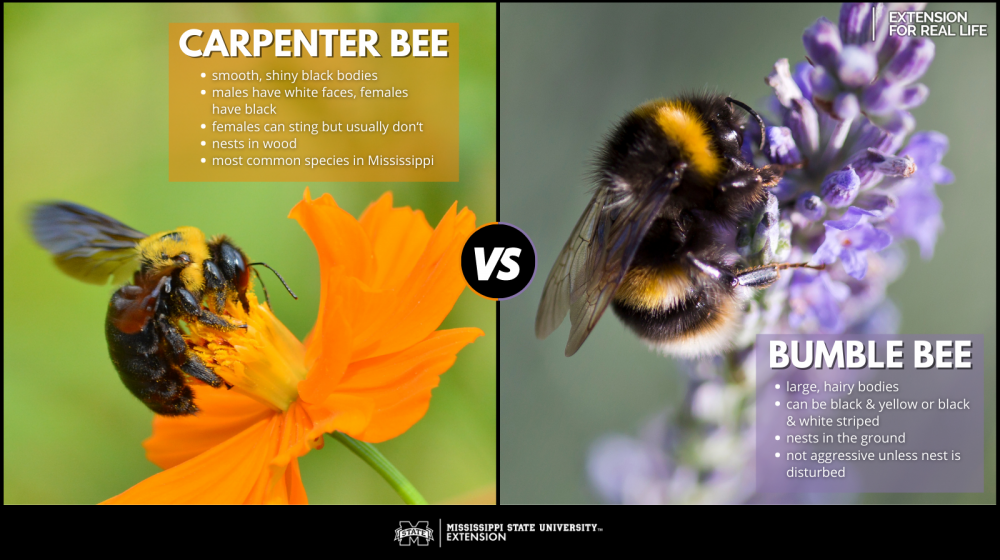 What's the Difference in Carpenter Bees and Bumble Bees?