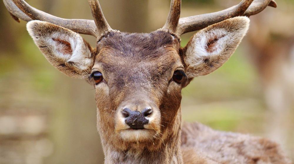 Whitetail Buck whitetail deer
