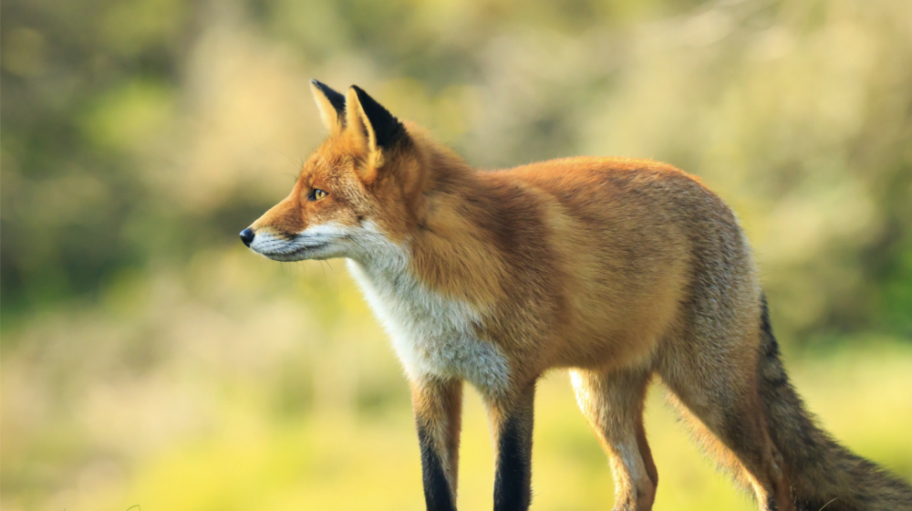 Watch: This red fox is the first spotted fishing for its food