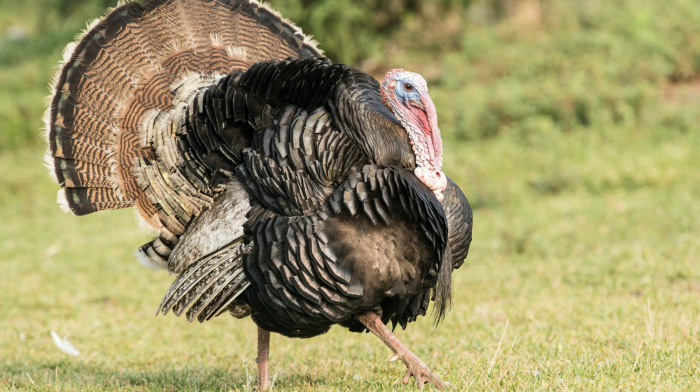 wild turkeys