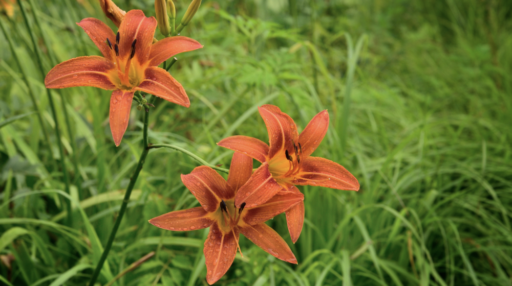 Orange flowers.