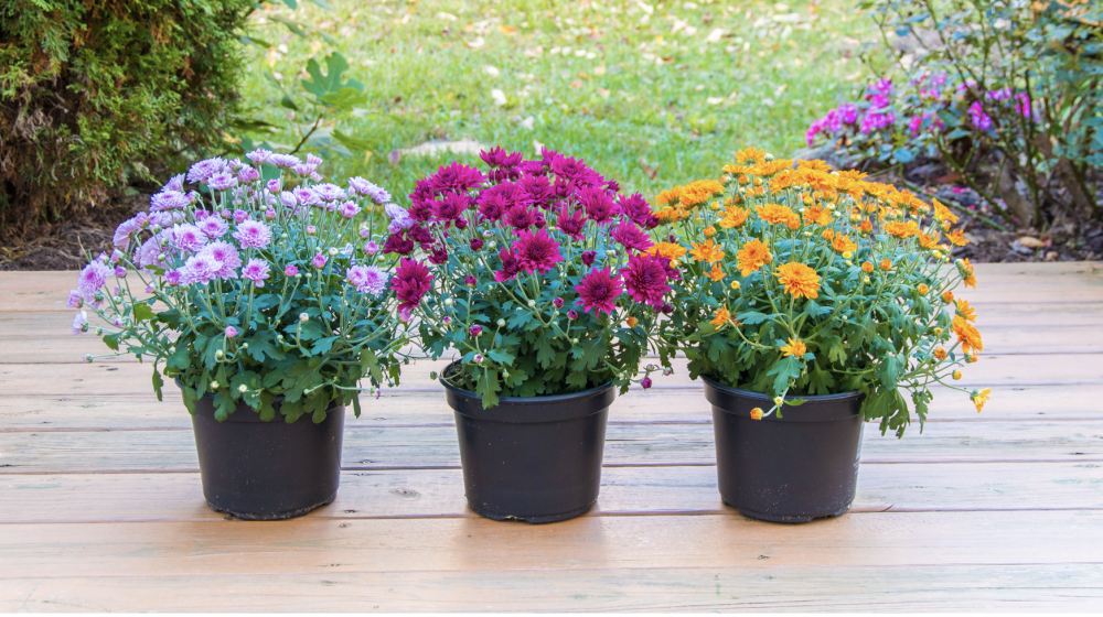 Purple, pink, and orange mums.