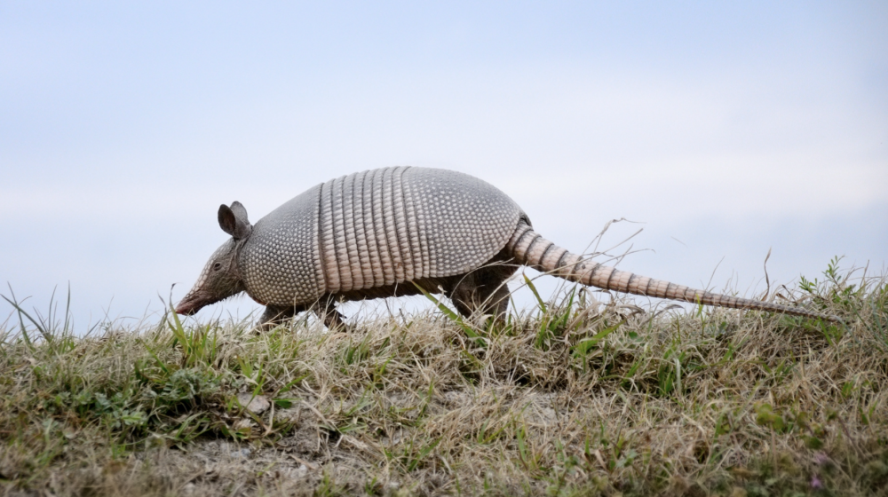 9 banded armadillo ball