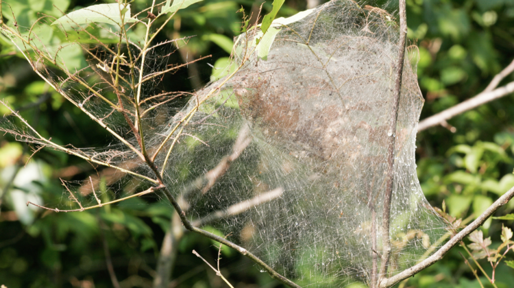 Spider webs entomb a field