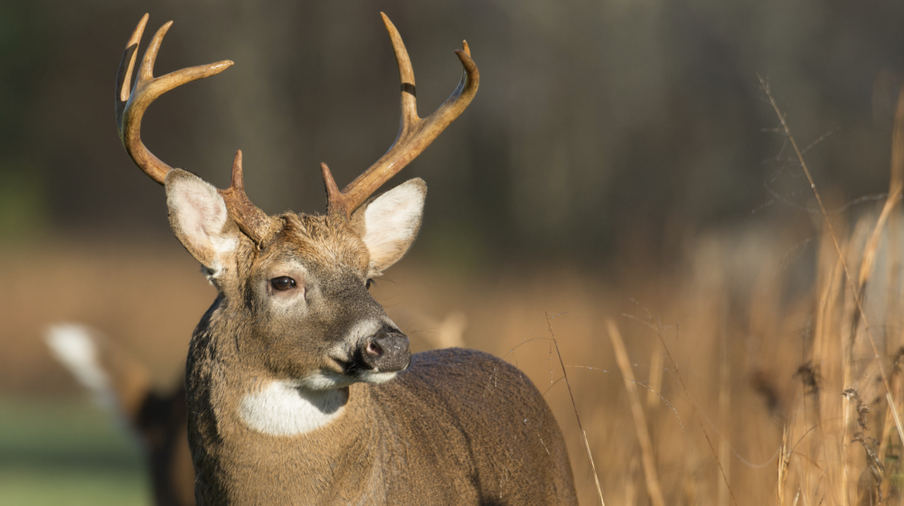 Buck.