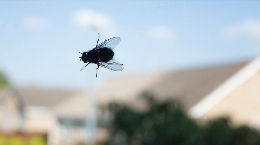 How to Get Rid of Flies - An Easy DIY Fly Control Programme