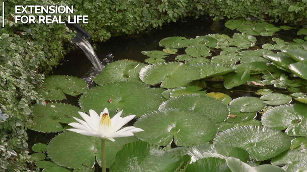 A single white flower stands in the foreground as lily pads float on a small in-ground water feature with water flowing from a spout into the small pond.