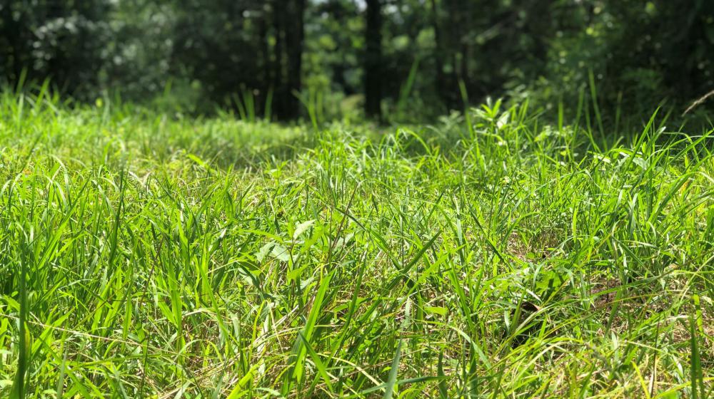 Tall grass grows in a field.