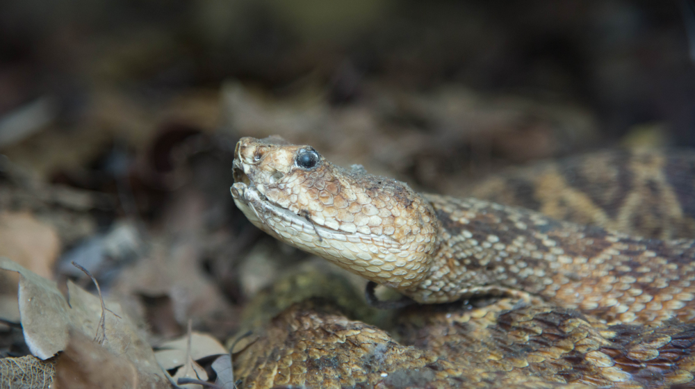 Two Phases of Exclusion Process to Keep Wildlife and Rodents Out of Your  Home - World Class Wildlife Removal