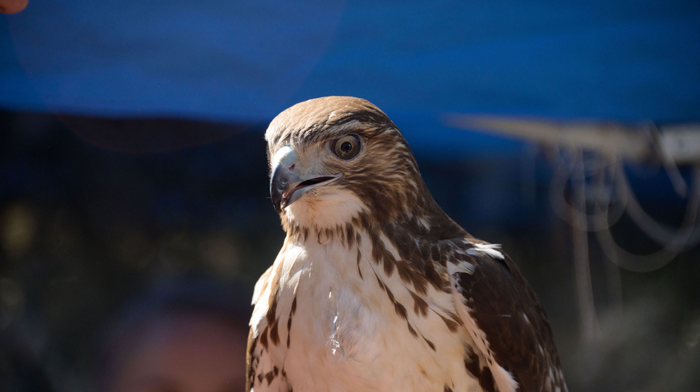 Close up of a red-tailed hawk with a child’s wide eyes in the background.