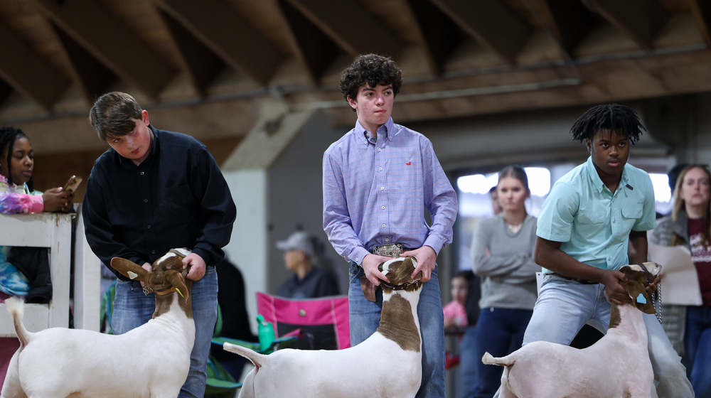 Three young people in a showring presenting market goats.