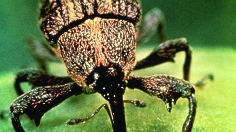 Boll weevil sucks green cotton boll