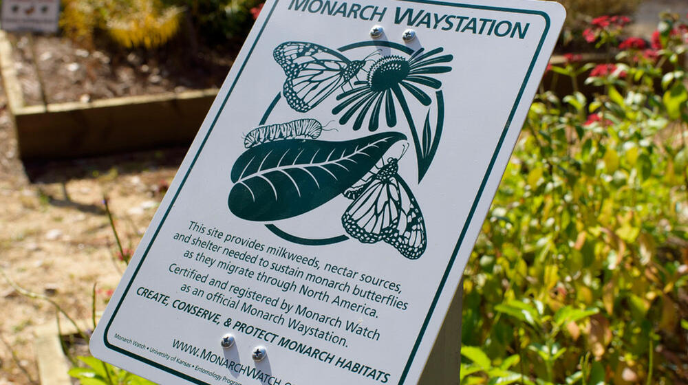 A white sign with dark green lettering reads, “Monarch Waystation: This site provides milkweeds, nectar sources, and shelter needed to sustain monarch butterflies as they migrate through North America. Certified and registered by Monarch Watch as an official Monarch Waystation. Create, Conserve, & Protect Monarch Habitats.”