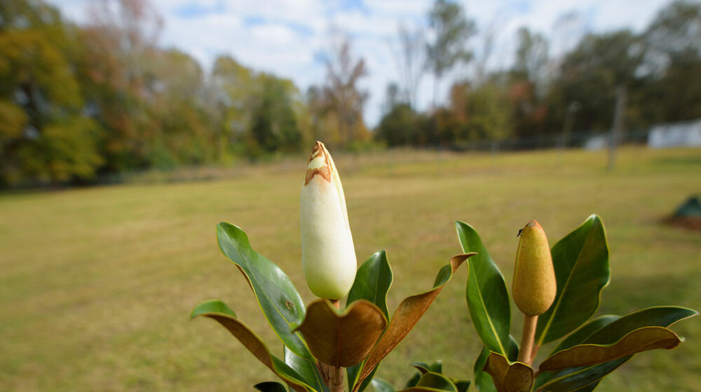 Upturned magnolia leaves stretch to the blue sky speckled with white clouds.